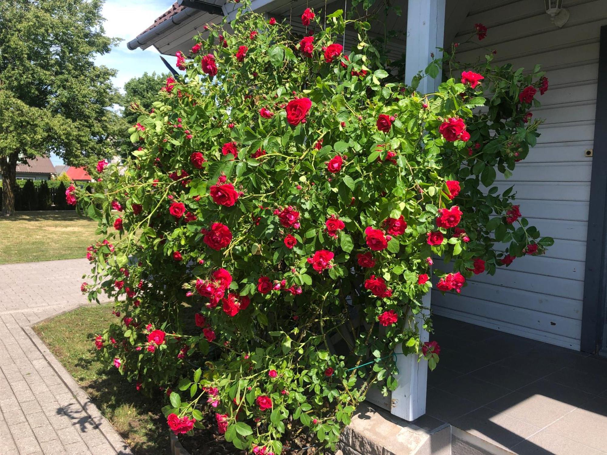 Manni Homestay Kuressaare Exteriör bild